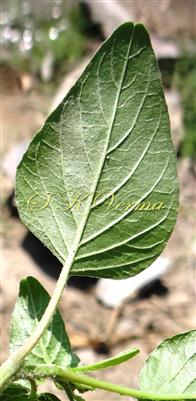  Leaf (Abaxial View)
